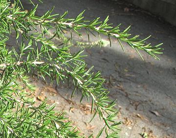 Rosemary Stems with Leaves