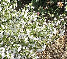 Living Plant