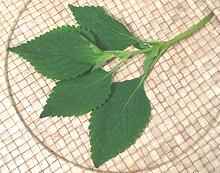 Stem and Leaves