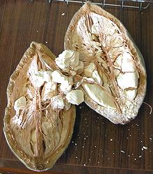 Baobab Fruit cut open