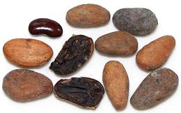 Whole and split Cocao Beans