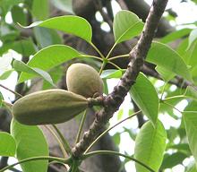 Cotton Tree Fruit on Tree