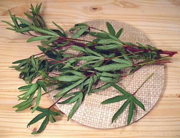 Leafy Stems of Gongura
