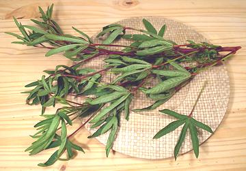 Stems with Leaves