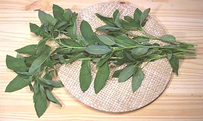 Molokhiya Stems with Leaves