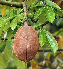 Money Tree Fruit on Tree