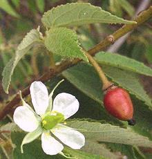 Muntingia Flower & Fruit
