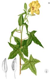 Illustration of Musk Okra Plant