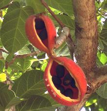 Peanut Tree Fruit on Tree