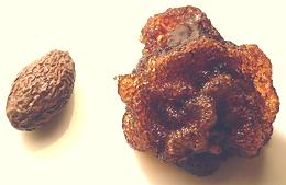 Seeds