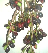 Jaambul Fruit on Branch