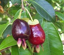 Cherry of the Rio Grande Fruit on Tree