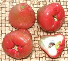 Wax Apple Fruit, whole and cut