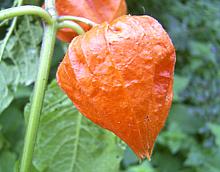 Chinese Lantern