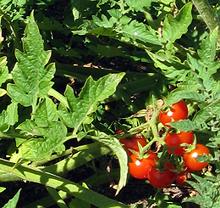 Current Tomatoes on Plant