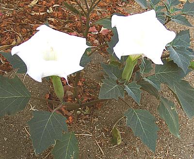 Flowering Datura Plants