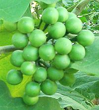 Pea Eggplant Fruits on Plant