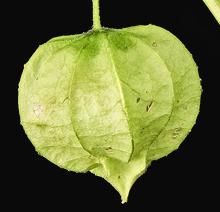 Groundcherry Fruit on Plant