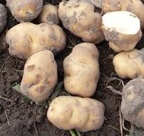 Irish Lumper Potatoes