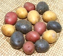 Petite Potatoes, red, yellow, blue