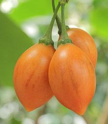 Three Tamarillo Fruits on Branch