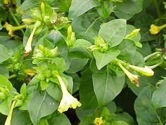 Leaves, flowers