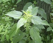 Live European Stinging Nettle Plant