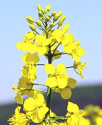 Flowering Canola Plant