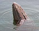 Whale