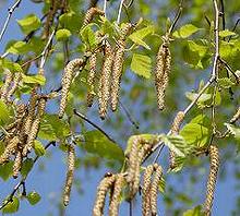 Cantkins, leaves