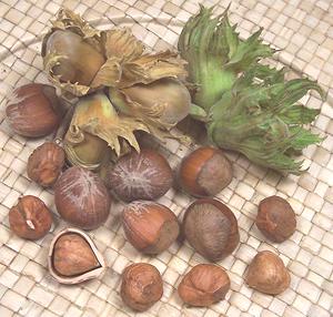 Hazelnuts