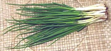 Bunch of regular Chives