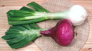 Large Red and White Onions