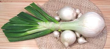 White Onions, various sizes