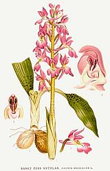 Salep Orchid