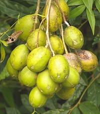 Cluster of Makoknum Fruit