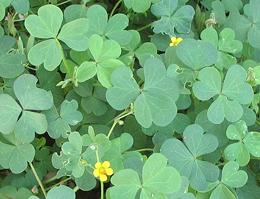 Live oxalis with flowers