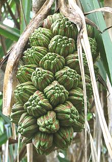 Cluster of Hala Fruit on Tree