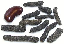 Long Pepper Seed Spikes