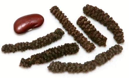 Dried Ethiopian Long Pepper Seed Heads