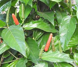 Live Indian Long Pepper Plant