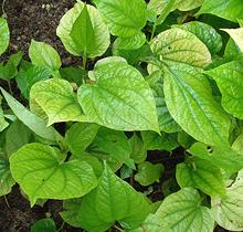 Wild Betel Leaves on Plant