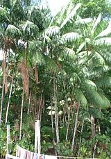 Acai Palm Trees