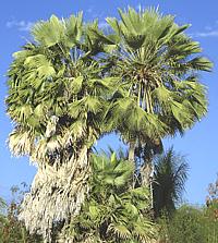 Wax Palm Trees