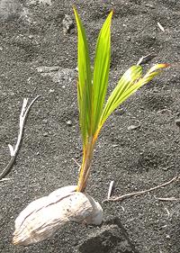 Live Sprouting Coconut