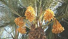 Dates on Palm Tree
