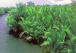 Nipa palm mangrove