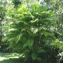Live Pacaya Palm Tree
