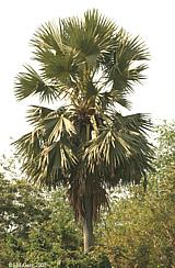 Toddy Palm Tree
