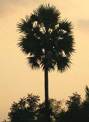 Toddy Palm Tree